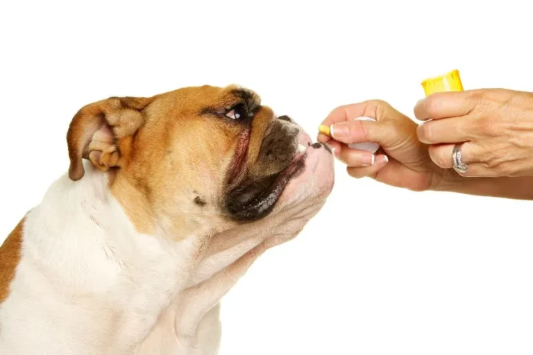 Is antibiotica voor een hond verstandig? Bijwerkingen & risico’s