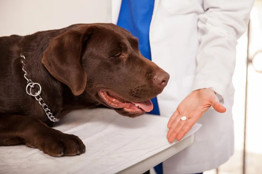 Hond die een pil antibiotica krijgt van de dierenarts