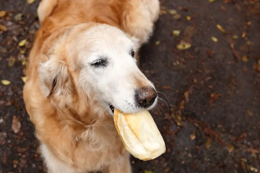 Hond die een broodje in zijn mond heeft