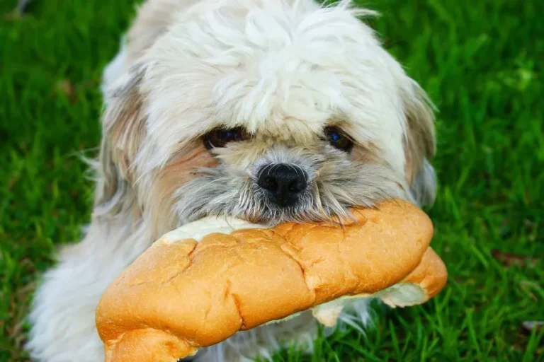 Mag een hond brood eten of is brood slecht voor honden?