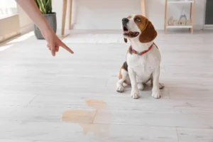 hond die zit bij zijn plas in huis