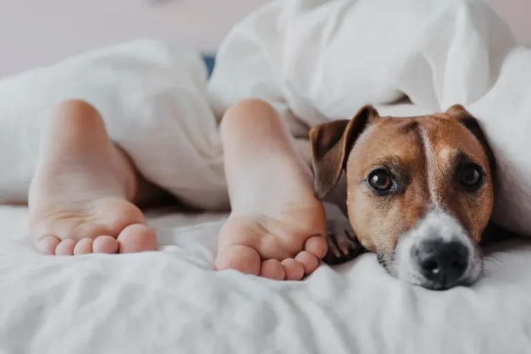 Waarom wil een hond bij je slapen?