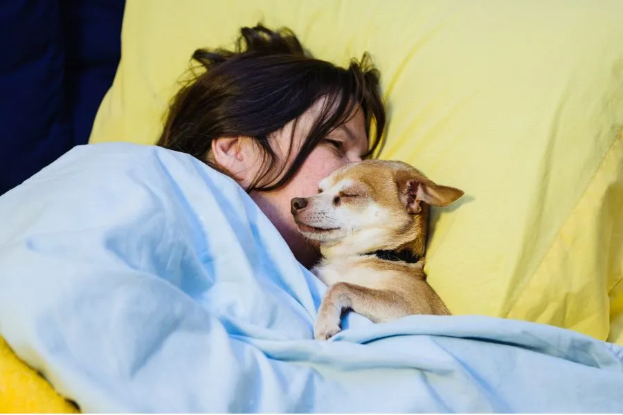 Baasje en hond die samen slapen in bed