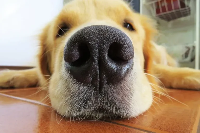 Een verstopte neus bij je hond verhelpen: Hoe doe ik dat?