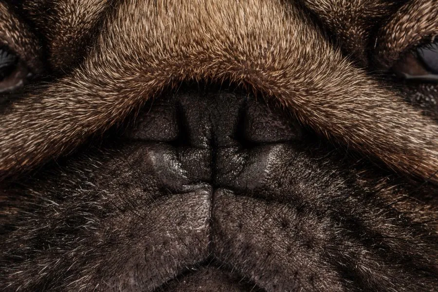 Verstopte neus van een pug die moeilijker kan ademen