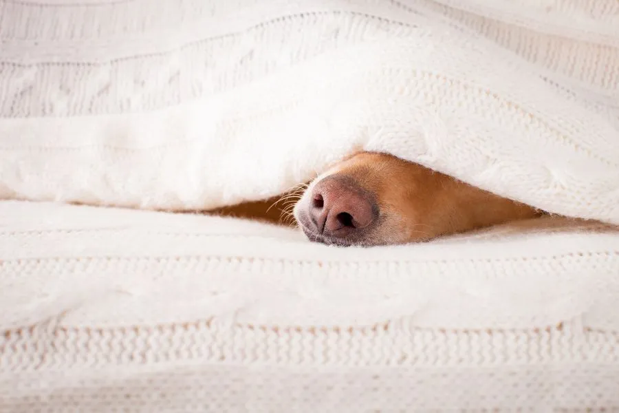 hond die in bed ligt met een verstopte neus