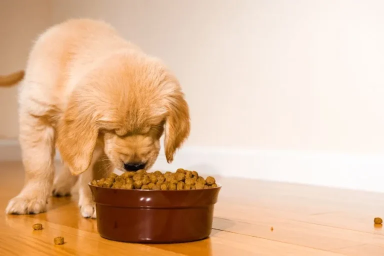 Hoeveel & hoevaak moet een pup eten? Alles over puppy voeding