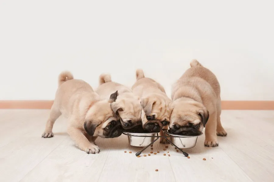 puppys die uit voerbakjes aan het eten zijn