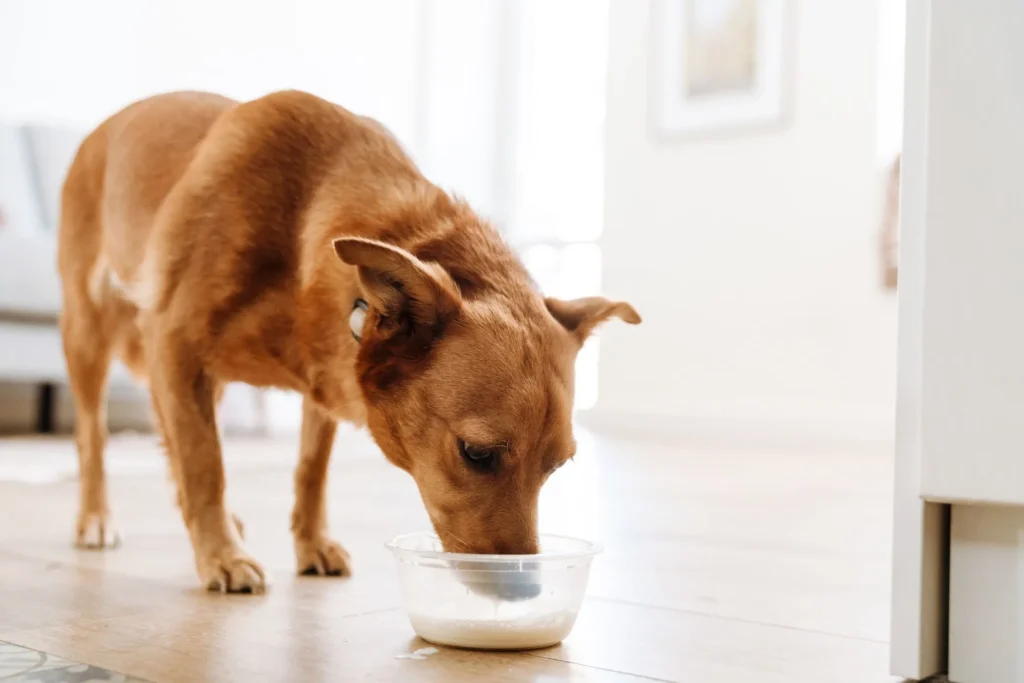 Melk is geen goed natuurlijk laxeermiddel voor honden