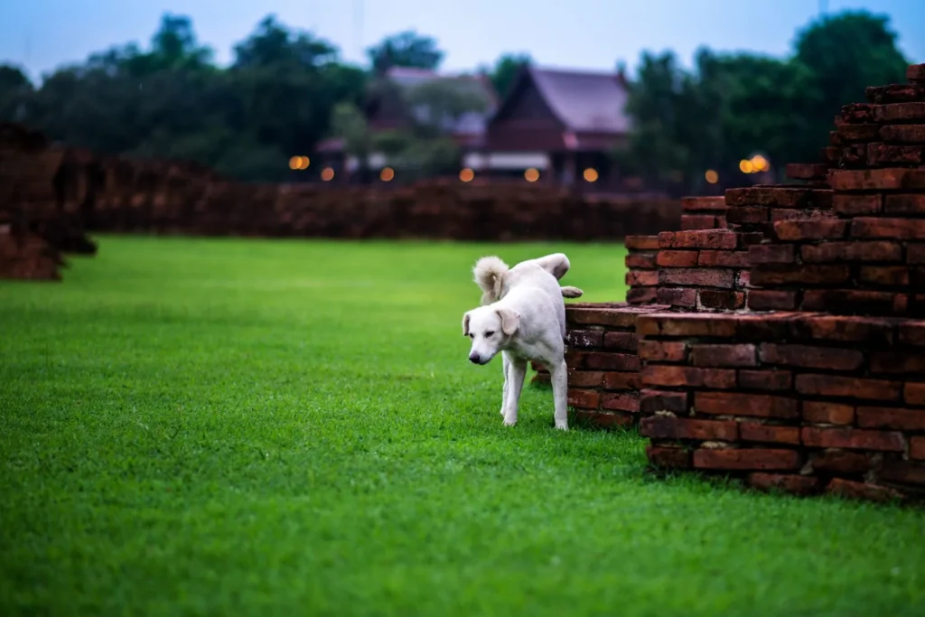 Hond markeert territorium tegen een stenen muurtje