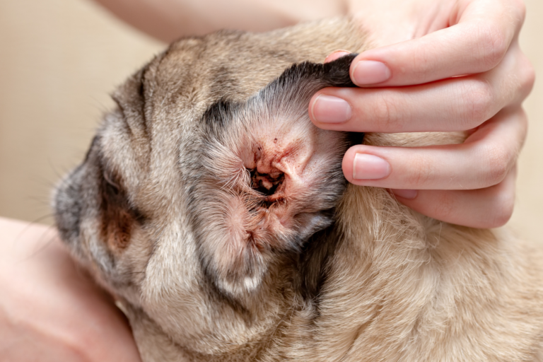 Herkennen en behandelen van oormijt bij honden
