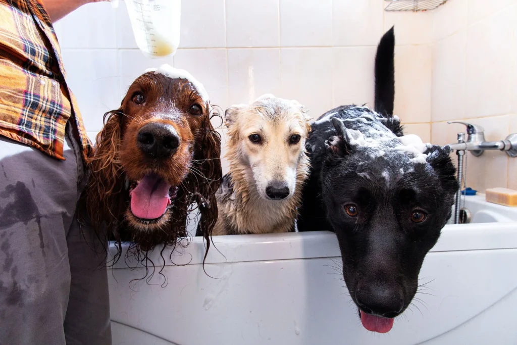 Drie honden genieten van bad