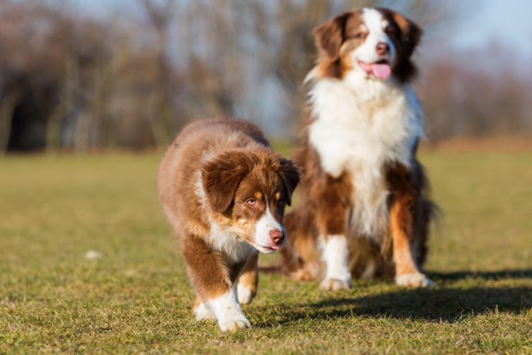 Puberteit bij honden: gedrag, uitdagingen en oplossingen