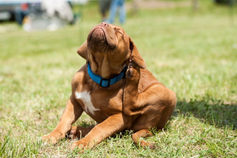 Effectieve strategieën voor de preventie en behandeling van vlooien bij honden