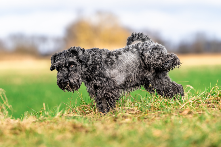 Blaasontsteking bij honden: symptomen, oorzaken en behandelingen