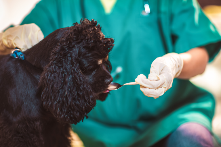 Metacam: gebruik en bijwerkingen bij pijnbestrijding voor honden