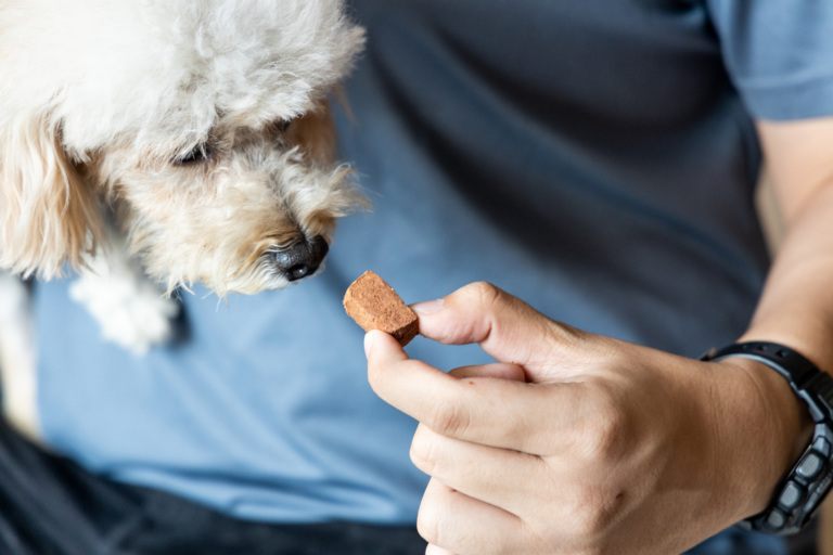 Belang van regelmatige ontwormen voor de gezondheid van honden