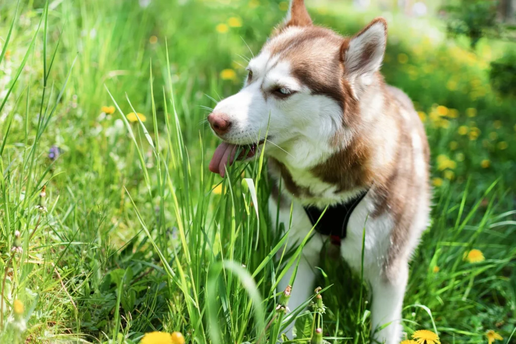 Hond eet gras door wormen