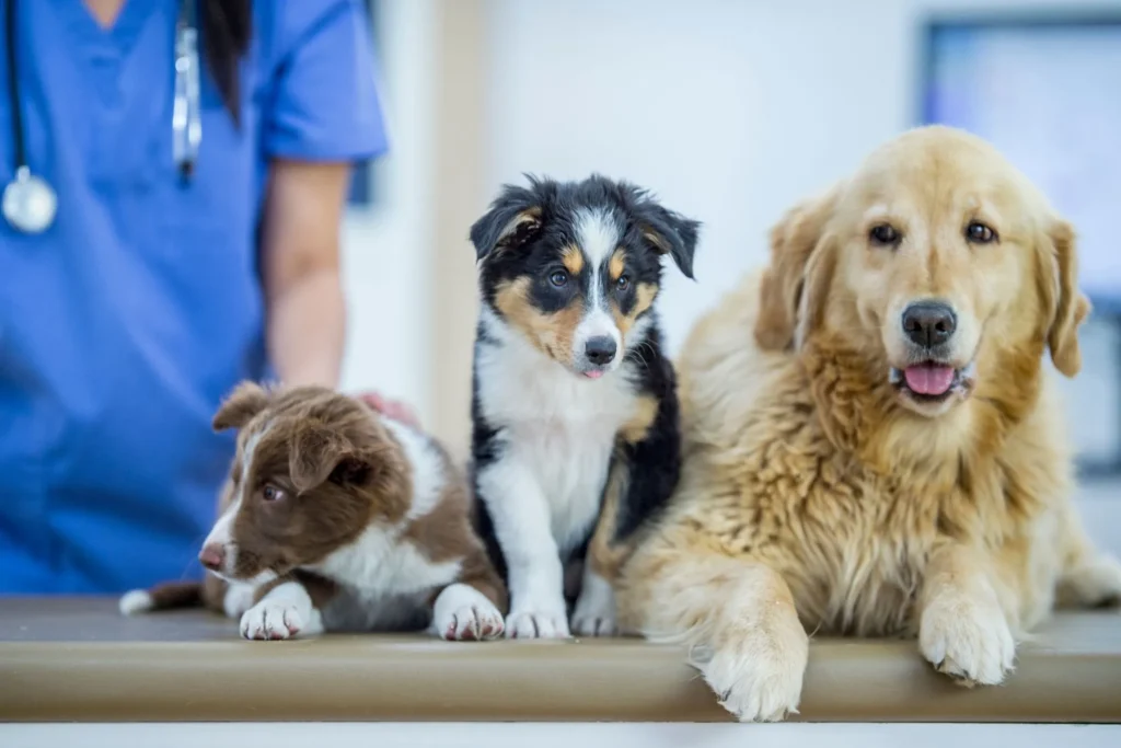 Honden bij de dierenarts voor ontwormen