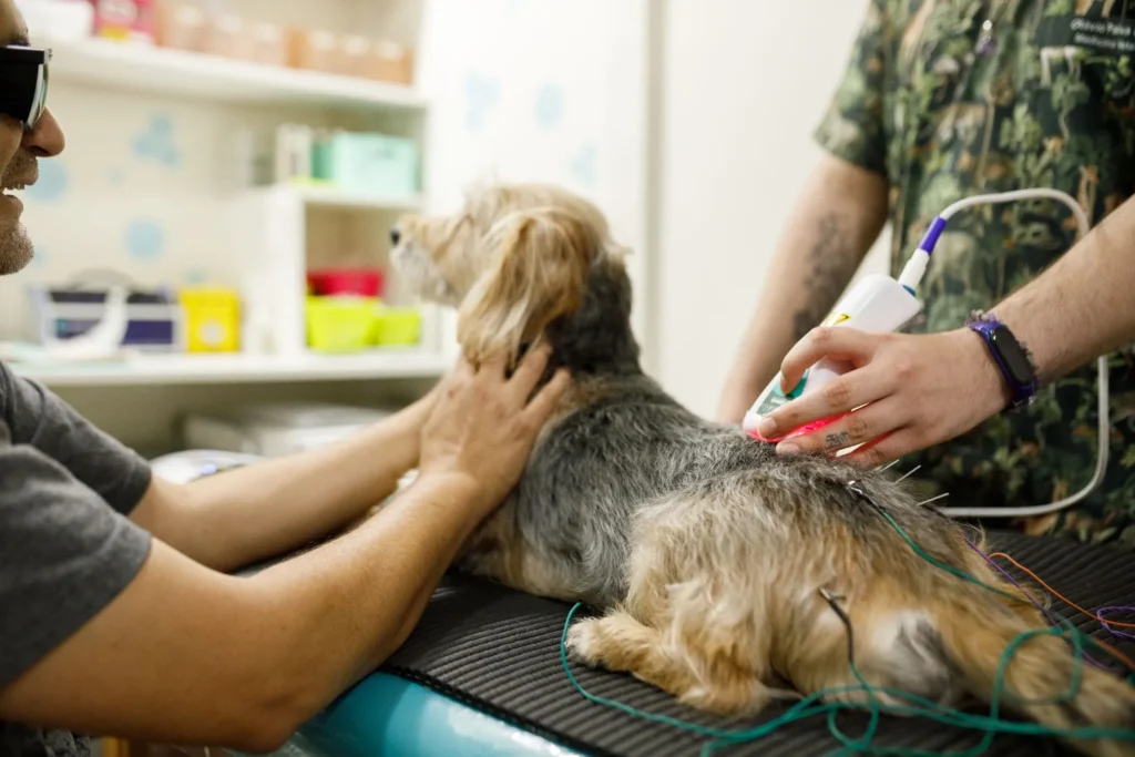 Lasertherapie behandeling bij honden