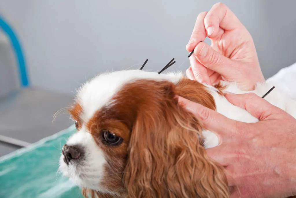 Acupunctuur bij honden