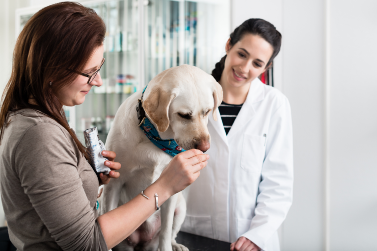 Overzicht van pijnstillers voor honden: opties en veiligheidsmaatregelen