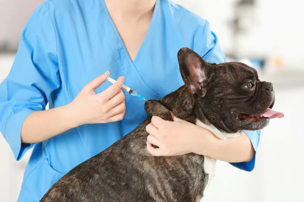 Opioïden injectie bij hond