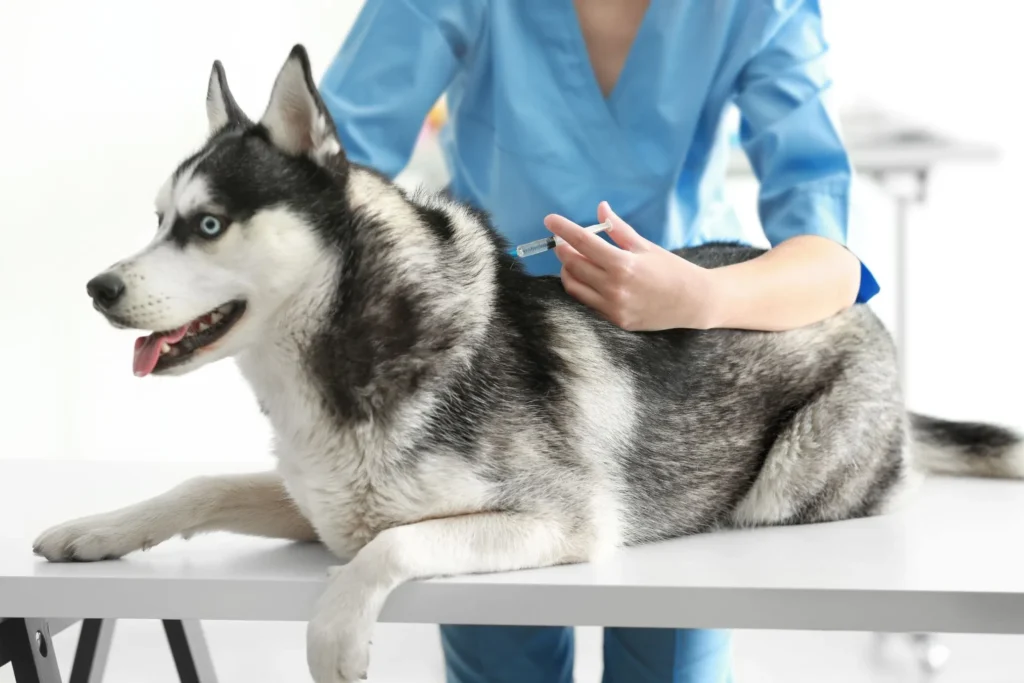 Librela injectie pijnstiller bij honden