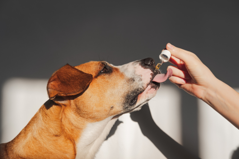 De voordelen van zalmolie voor de gezondheid van honden