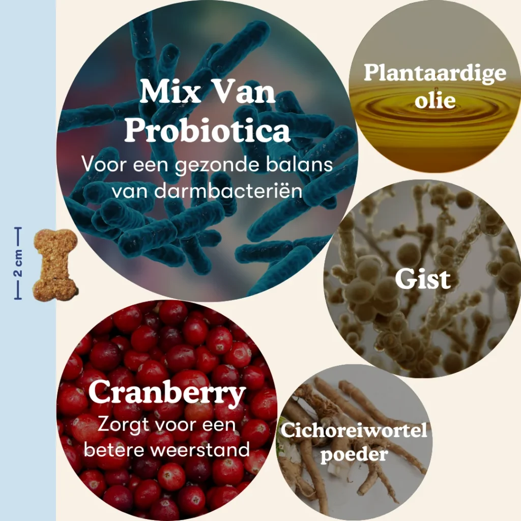 Probiotica+ hoofdingrediënten en de maat van het snoepje