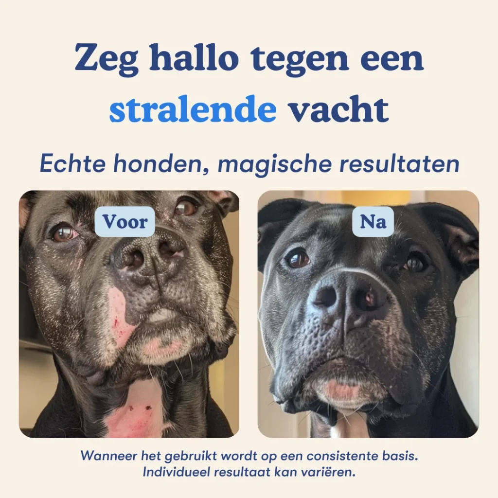 Multivitamin+ voor en na van het resultaat met hond met slechte en daarna goede vacht