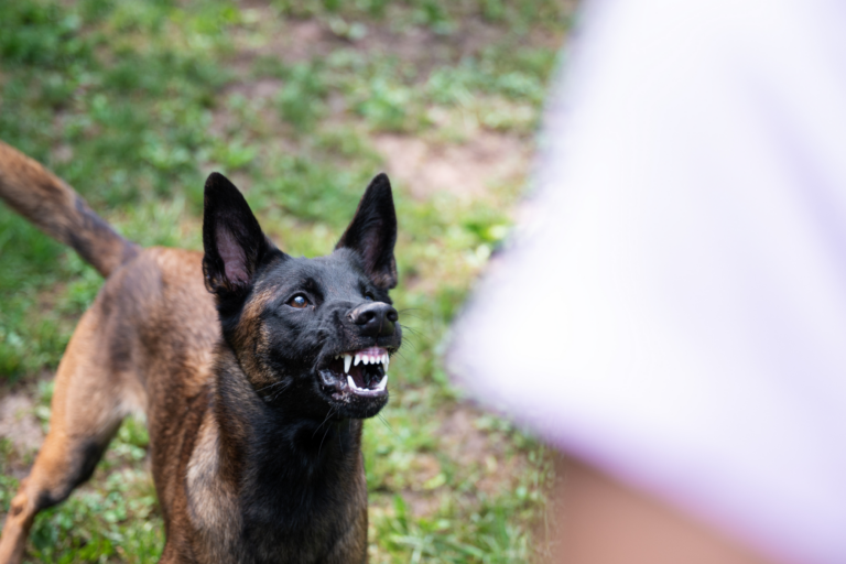 Plotseling agressief gedrag bij een hond: waar komt dat door?