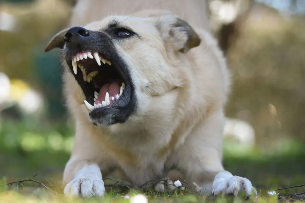 Hond toont agressief gedrag