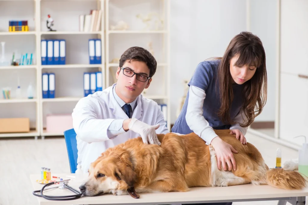 Hond bij dierenarts voor onderzoek