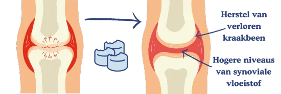 Herstel van verloren kraakbeen
