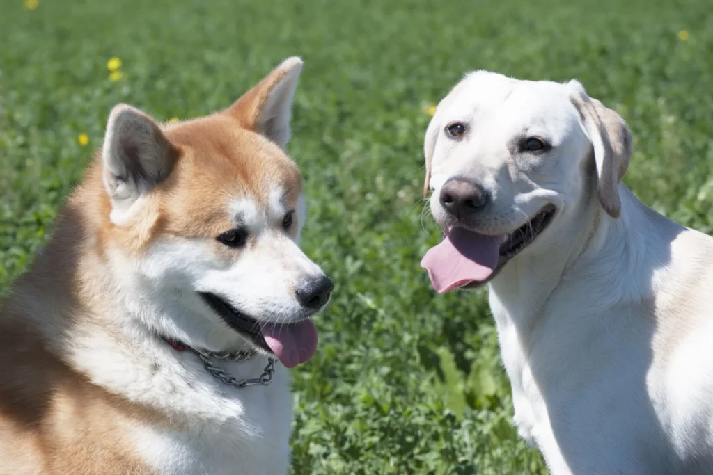 Labrador en Akita