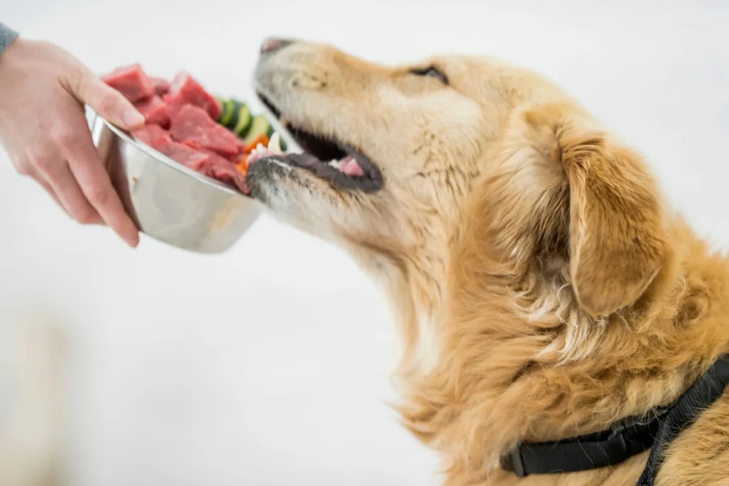 Gezond dieet voor je hond