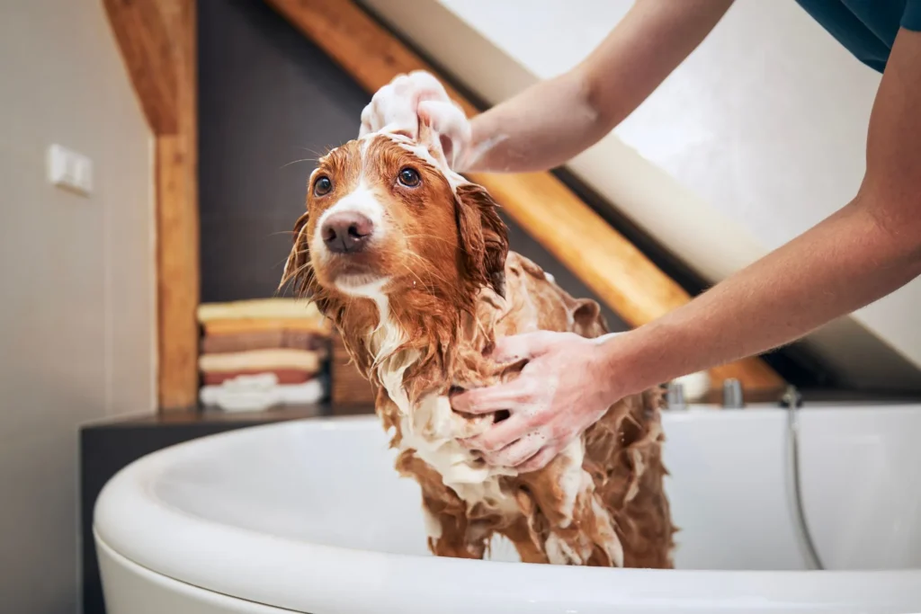 Regelmatig wassen van je hond