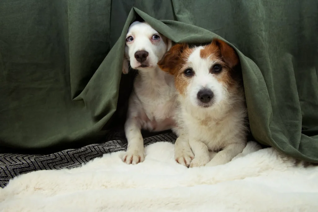Honden bang onder deken