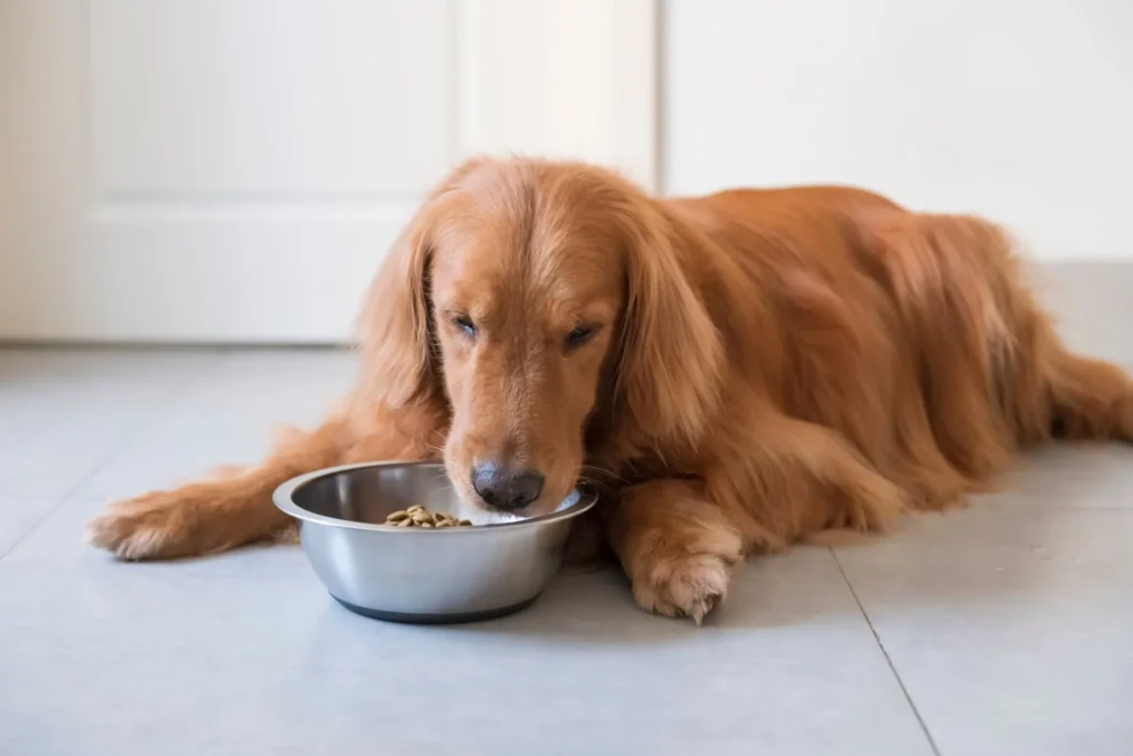 Hond eet klein portie licht verteerbaar voer