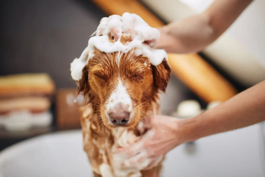 Hond allergisch dus regelmatig wassen