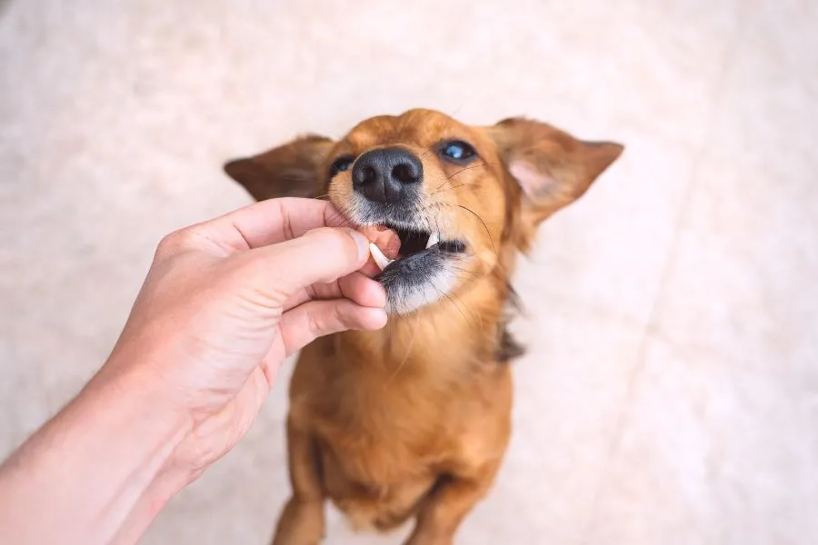 Angstige hond aan medicatie