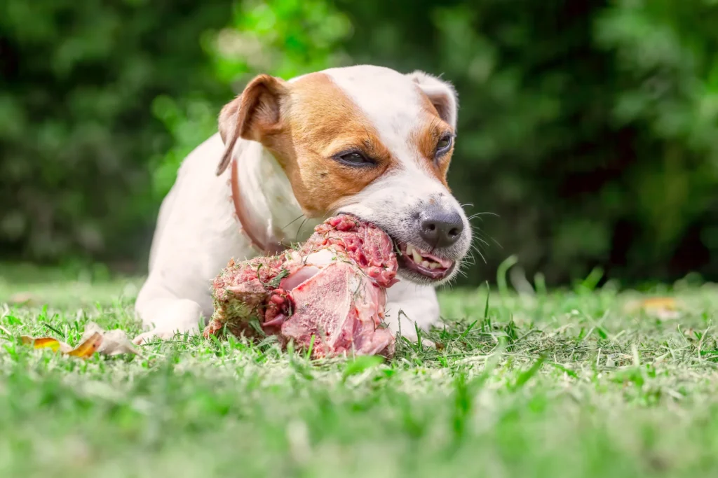 Hond in de tuin met rauw vlees