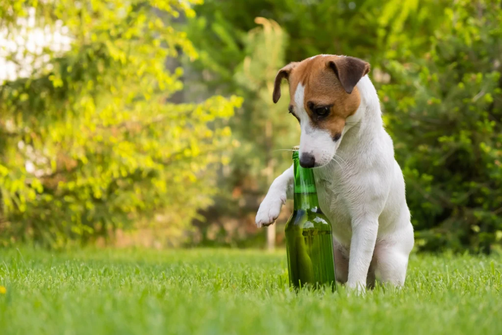 Hond met bierflesje