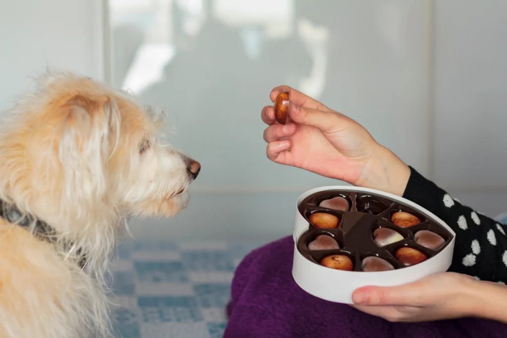 Hond staart naar chocolade