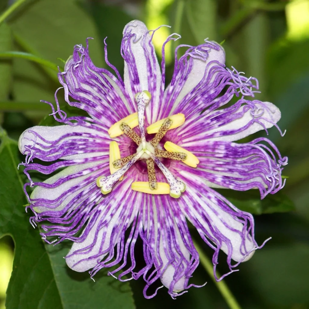 Passiflora.webp