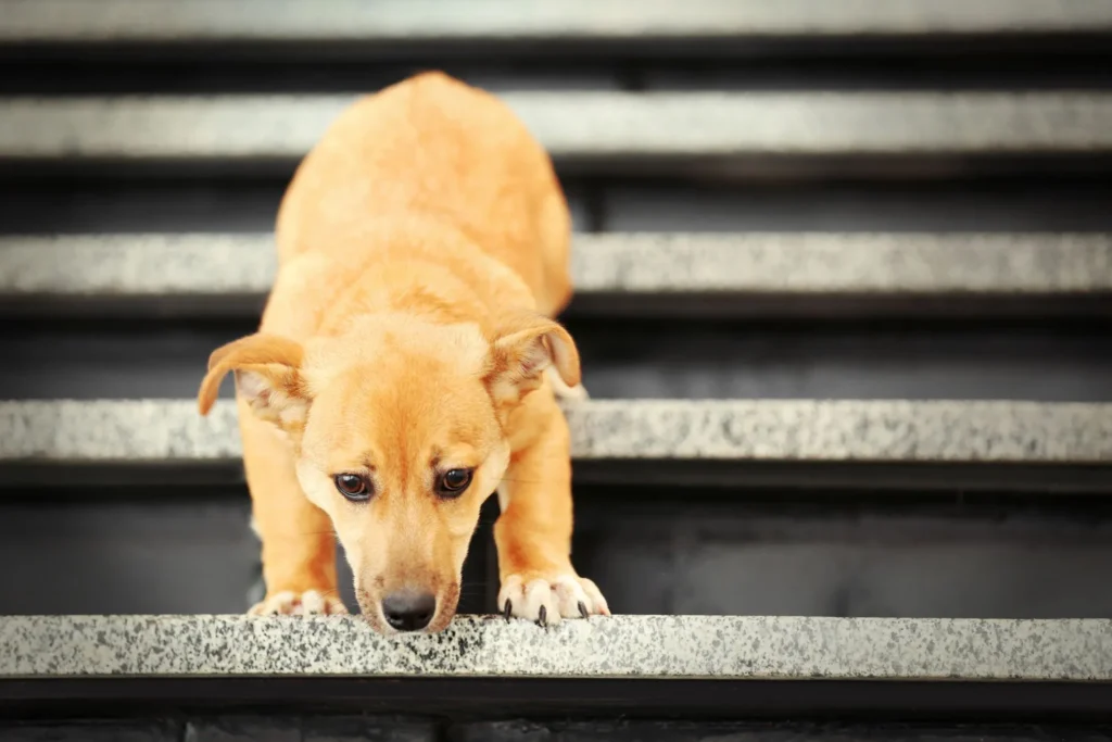 Hond zakt door achterpoten tijdens traplopen