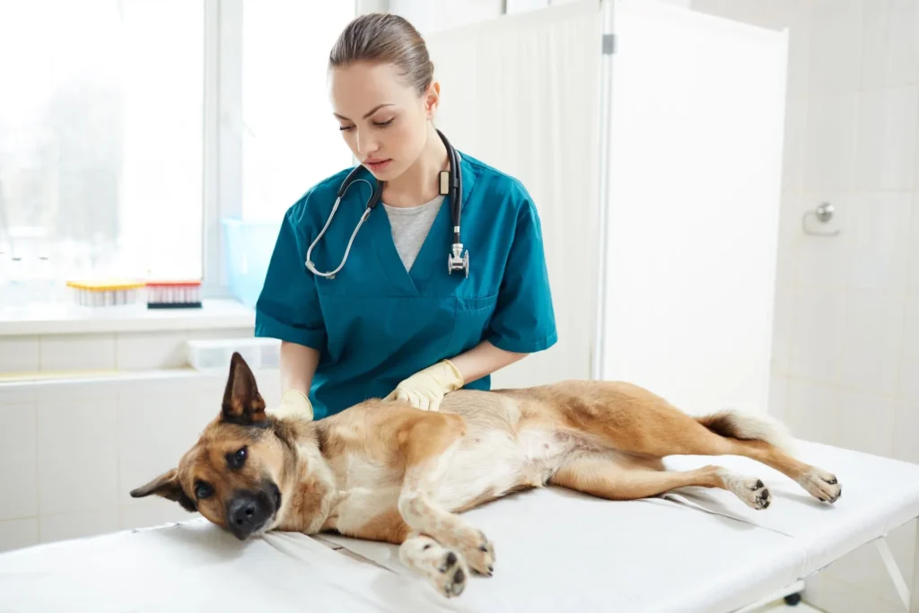 Hond pijn aan voorpoten en achterpoot dus op controle bij dierenarts