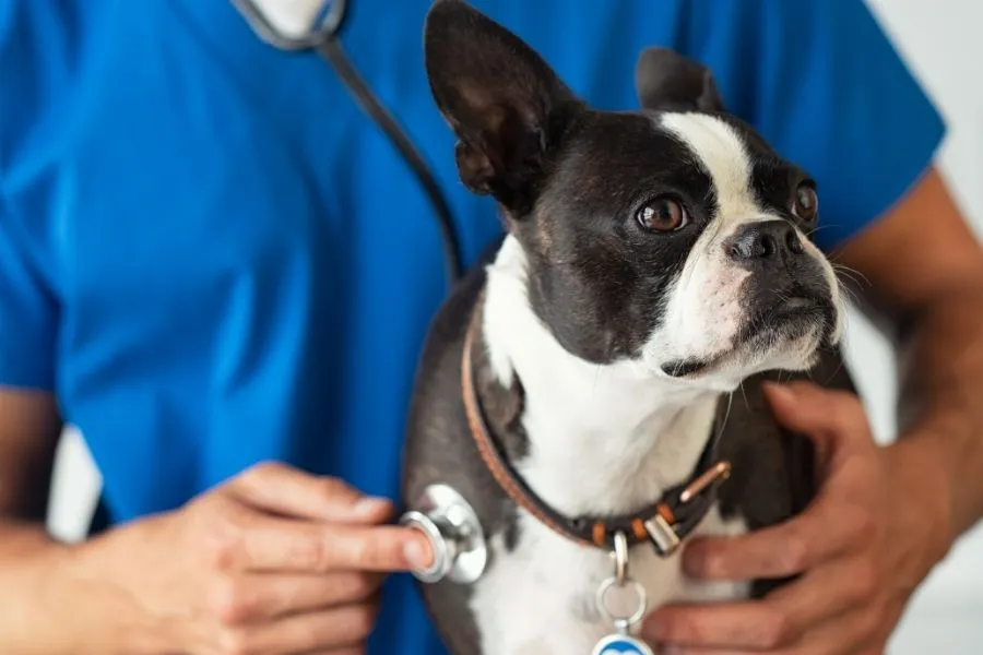 Dierenarts test zintuigen honden