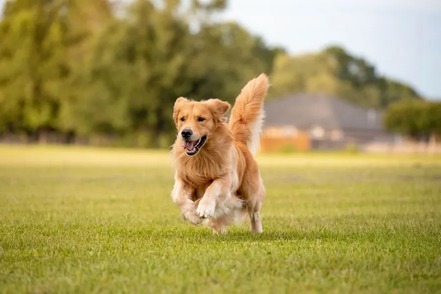 Hond rent achter andere dieren aan